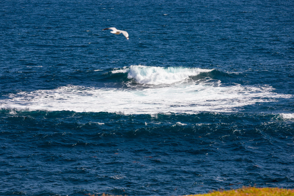 The waves and the seagull